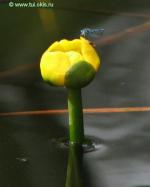 Прудовая кубышка цветущая